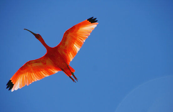 le vol d'un ibis rouge sur fond de ciel bleu