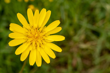 Gelbe Blüte mit Textfreiraum
