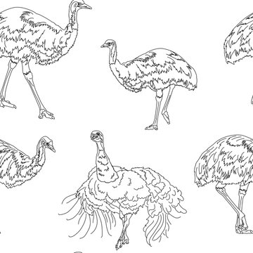 Ostriches seamless texture
