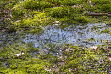 swamp closeup