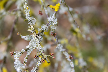 twigs overgrown with lichen