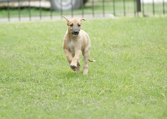Cute greyhound puppy playing outdoor in the grass