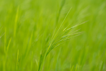 Spring or summer background, Sunny day with flowers and grass.