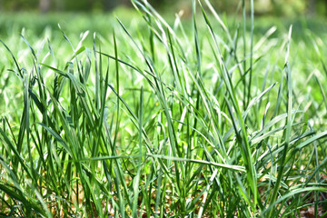 Background natural green lawn. For recreation.