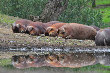 Cerdos ibericos dormidos en la charca