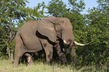 Fototapeta premium African elephant