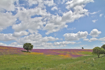 Dehesa en primavera