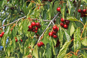 cerezas, valle del Jerte
