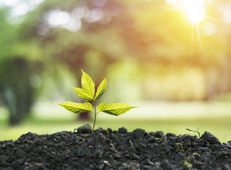 Ecological friendly and sustainable environment concept with tree planting growing on volunteer's hands