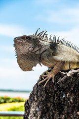 Iguana in profile