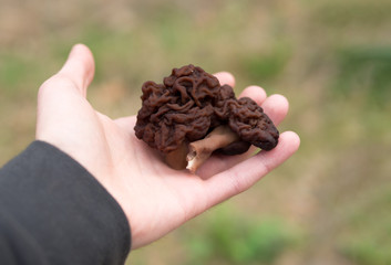 forest mushrooms morels