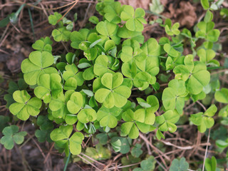 Clover happiness in the forest in spring. Young clover .