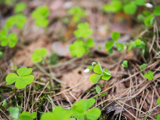 Clover happiness in the forest in spring. Young clover .