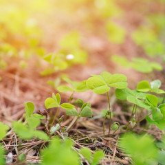 Clover happiness in the forest in spring. Young clover .