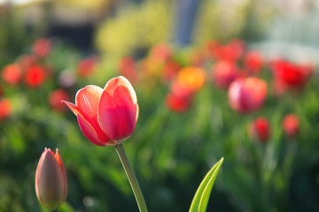 Fototapeta premium Nice tulips. Spring colorful flowers. Nature background