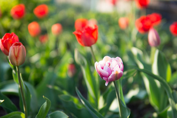Nice tulips. Spring colorful flowers. Nature background