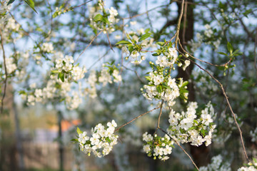 Beautiful cherry blossoms . Nature background