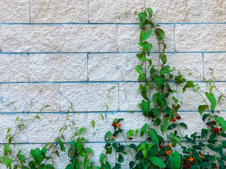 Wall of stone with flowers in the park
