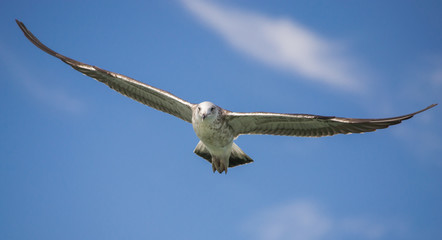  Seagull in flight