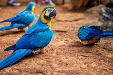 Travel to Foz do Iguazu
