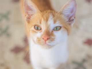 Close-up of small cat