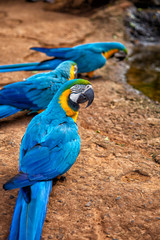 Travel to Foz do Iguazu