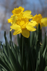 Fototapeta premium Beautiful springtime nature background with blooming flowers. Yellow daffodils in sunlight on a shallow depth of field background. Vertical composition.
