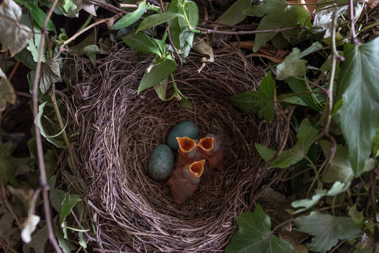 Amselnest mit 1 Tag alten Amselk&uuml;ken