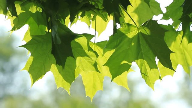 Maple green leaves on the tree and sunlight