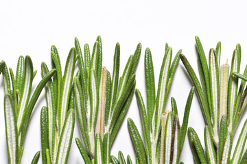 Vertical branches of fragrant and fresh rosemary on white background, close-up