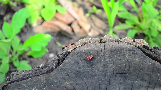 Firebug, Pyrrhocoris apterus