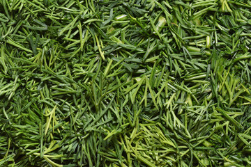Freshly sliced dill. Finely chopped dill, texture. Bright and fresh chopped dill
