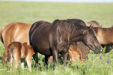 Fototapeta premium Horse foal on pasture. A herd of wild horses shown on Water island in atmospheric Rostov state reserve
