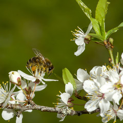 Honey bee in caucasian plum blossoms. Prunus cerasifera var.divaricata