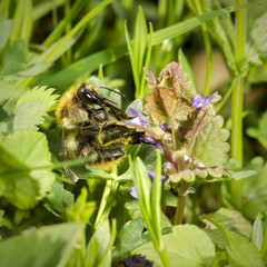 Detail of bumblebee on a flower.Macro yellow and black bumblebee