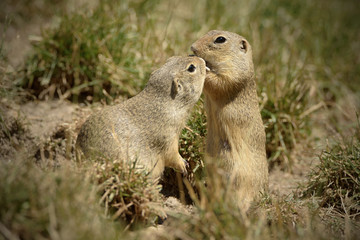 Naklejka na ściany i meble The European ground squirrel (Spermophilus citellus), also known as the European souslik, is a species from the squirrel family, Sciuridae