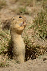 The European ground squirrel (Spermophilus citellus), also known as the European souslik, is a species from the squirrel family, Sciuridae
