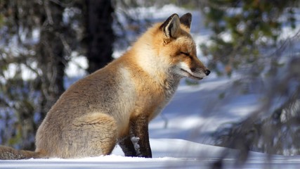 Red fox