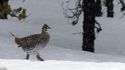 Falcipennis canadensis