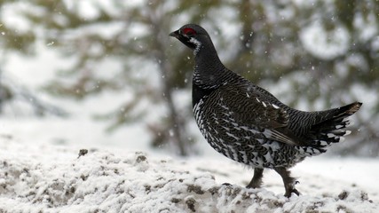 Falcipennis canadensis