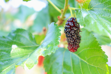 Fresh red mulberry fruits on tree branch