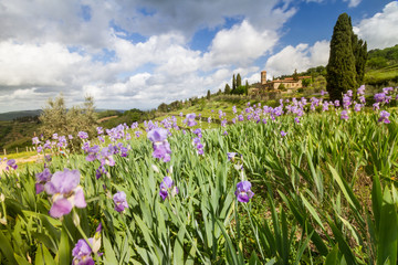 Tuscan vineyard landscape with iris blooming, characteristic Church and cypresses, Italy