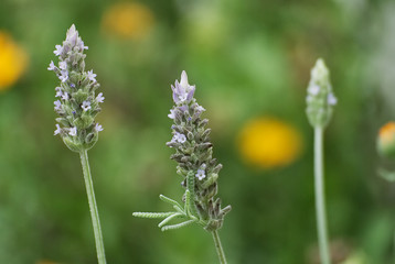 Beautiful flowers in summer