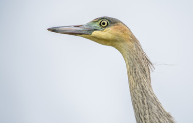  Heron close-up