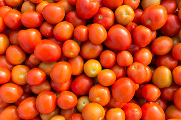 Fresh colorful tomatoes  from the garden.