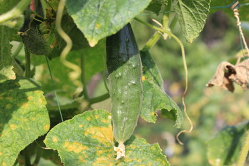 цветы, растения