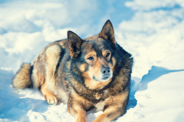 Dog lying outdoors in the snow in winter. The dog has a rest in the snow