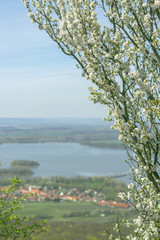 Spring blossom tree with blurred view on city Dolni vestonice and reservoir Nove mlyny.