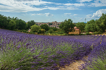 Fototapeta premium Panoramic view of lavender fields under sunny blue sky and the town of Valensole in the background. Located in the Alpes-de-Haute-Provence department, Provence region, in southeastern France