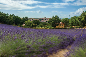 Panoramic view of lavender fields under sunny blue sky and the town of Valensole in the background. Located in the Alpes-de-Haute-Provence department, Provence region, in southeastern France